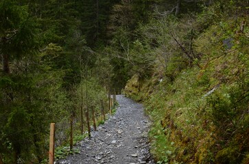 Beautiful view of pathway among green trees and plants in forest