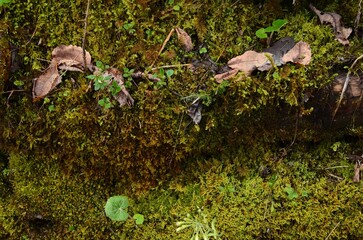 View of green moss and fallen leaves outdoors