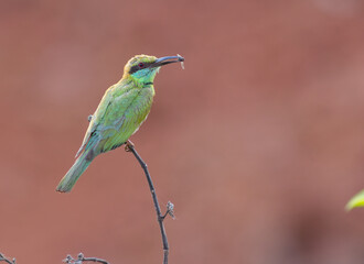 A photo of a asian green bee eater bird against brown and red bokeh background.