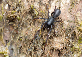 A photo of a sac spider in dried moss shot in Amboli Ghat in India.