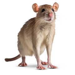 Rat on transparent background