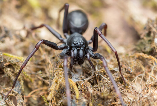 A photo of a sac spider in dried moss shot in Amboli Ghat in India looking straight into camera