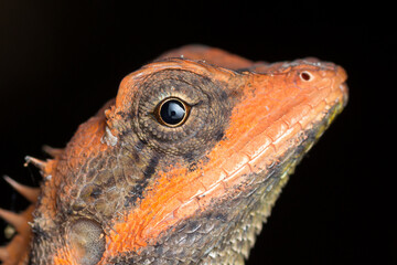A natural light photo of an orange faced forest lizard from Amboli Ghat in Maharashtra in india. The lizard species is Monilesaurus