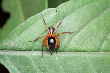 A photo of a sac spider on green leaf shot in Amboli Ghat in India.