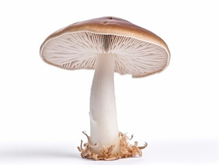 Mushroom isolated on white background .Generative Ai.