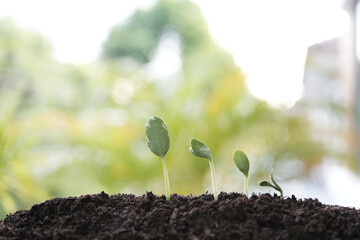 four states of plant sprout tree growing