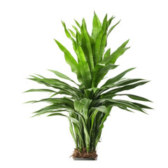 plant isolated on transparent background cutout