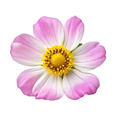 pink cosmos flower isolated on transparent background cutout