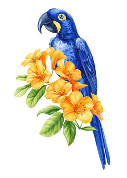 Tropical bird on a branch yellow flower on white background. Watercolor hand drawn illustration. Blue macaw and flower