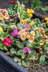 Close-up of colorful flowers planted in soil, landscaping and horticulture concept illustration.