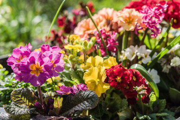 Close-up of colorful flowers planted in soil, landscaping and horticulture concept illustration.