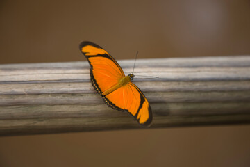 Fototapeta na wymiar Julia Butterfly close-up