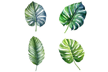 Tropical Leaf Clipart