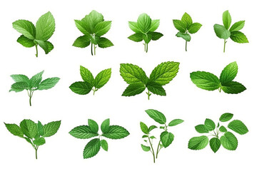 Set of fresh mint leaves on white background.Generative Ai.