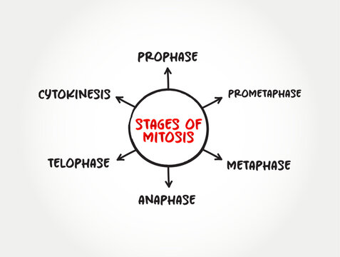 Stages of Mitosis mind map text concept for presentations and reports