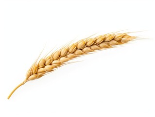 Ear of Wheat on White Background