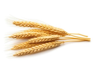 Ear of Wheat on White Background