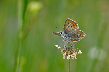 Kleiner Sonnenröschen-Bläuling // Brown argus  (Aricia agestis)