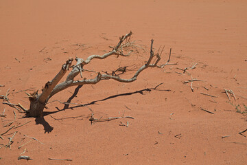wadi rum desierto rojo jordania 4M0A1610.-as23