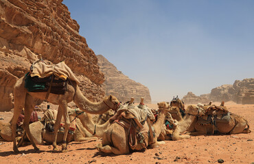 wadi rum desierto rojo jordania caravana camellos beduinos 4M0A1610.-as23