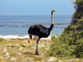 South African Ostrich at Cape of Good Hope