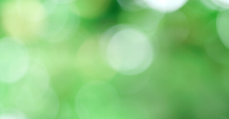 Obraz premium Green bokeh out of focus background from nature forest
