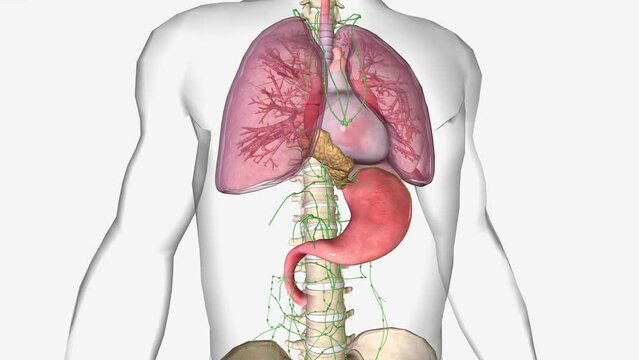 In stage IIIA, cancer has spread (1) into the mucosa layer, thin muscle layer, or submucosa layer of the esophagus wall