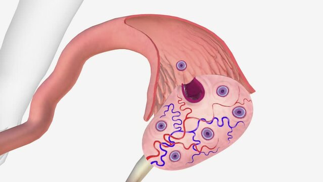 Ovulation is a phase of the female menstrual cycle that involves the release of an egg (ovum) from one of the ovaries.