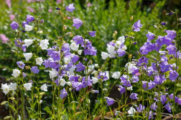 Fototapeta premium Bell peach ( lat. Campanula persicifolia ) is a plant from the genus Bell