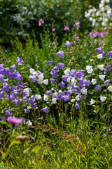 Naklejka premium Bell peach ( lat. Campanula persicifolia ) is a plant from the genus Bell