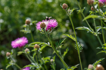 Psephellus whitened ( lat. Psephellus dealbatus ) is a herbaceous plant, a species of the genus Psephellus ( Psephellus ) with bumblebee on flowers