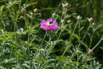  Psephellus whitened ( lat. Psephellus dealbatus ) is a herbaceous plant, a species of the genus Psephellus ( Psephellus ) with bumblebee on flowers