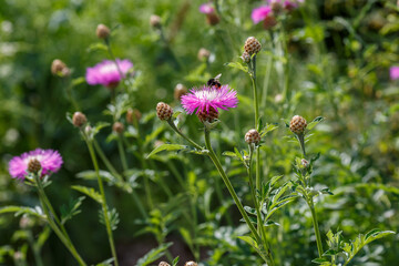 Fototapeta premium Psephellus whitened ( lat. Psephellus dealbatus ) is a herbaceous plant