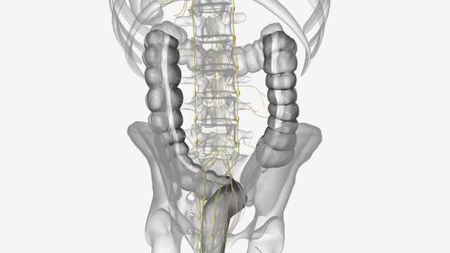 The colon contains a nervous system of its own, consisting of the different nerve plexuses in the wall