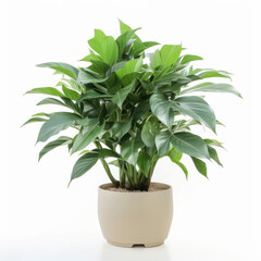 Minimalist green potted plant on white background, perfect for eco-friendly home decor. AI Generative.