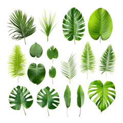 set of leaves isolated on transparent background cutout