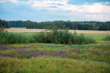 A view of meadows with blooming yarrow flowers and a field with ripe grain.