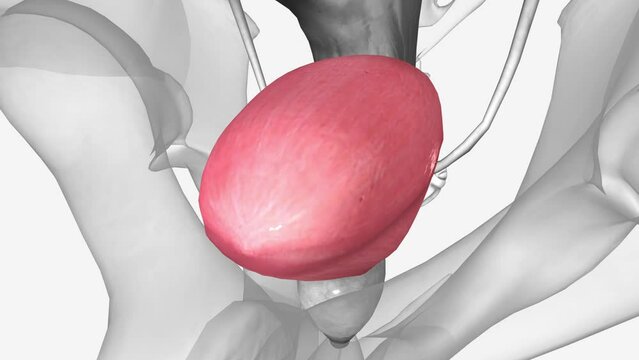 bladder has a muscular wall that allows it to get larger to store urine made by the kidneys