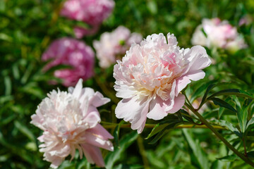 Beautiful pink peony flowers on a Sunny day in the garden. Floral background