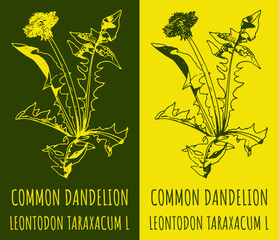 Vector drawings COMMON DANDELION. Hand drawn illustration. Latin name LEONTODON TARAXACUM L.
