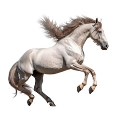 Obraz na płótnie Canvas running horse isolated on transparent background cutout