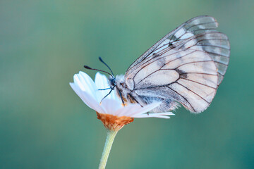 Macro shots, Beautiful nature scene. Closeup beautiful butterfly sitting on the flower in a summer garden.