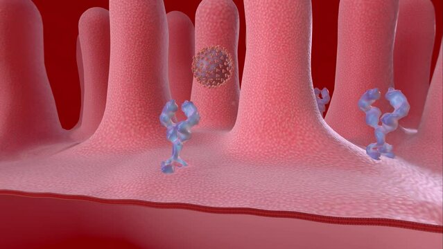 interaction between respiratory viruses and airway epithelial cells results in production