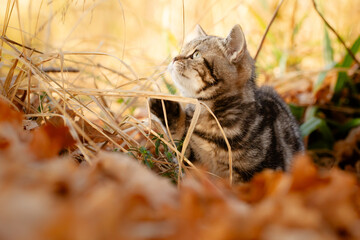 Katze, Kätzchen spielt im Garten im Herbstlaub, goldener Gerbst