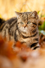 Katze, Kätzchen spielt im Garten im Herbstlaub, goldener Gerbst