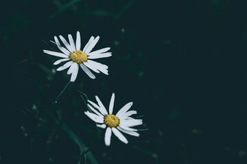Meadow daisies © Wyxina