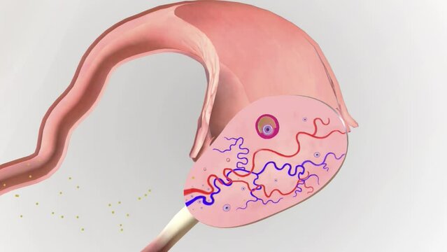The follicular phase refers to that part of your menstrual cycle when an egg matures in your ovaries.