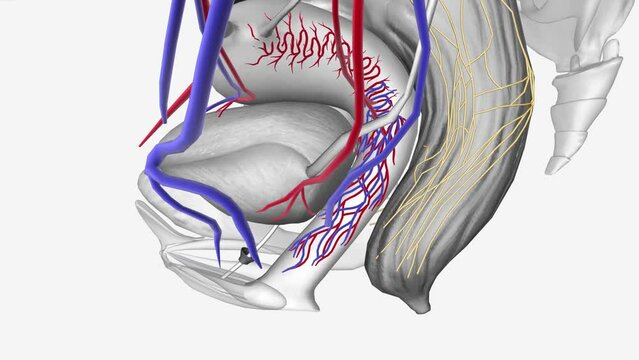 Female Neurovasculature,Inferior vesical vessels