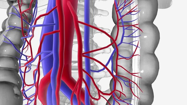 Superior mesenteric vessels, Inferior mesenteric vessels