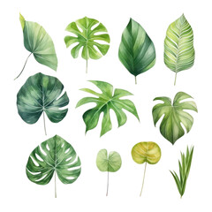 set of leaves watercolor isolated on transparent background cutout